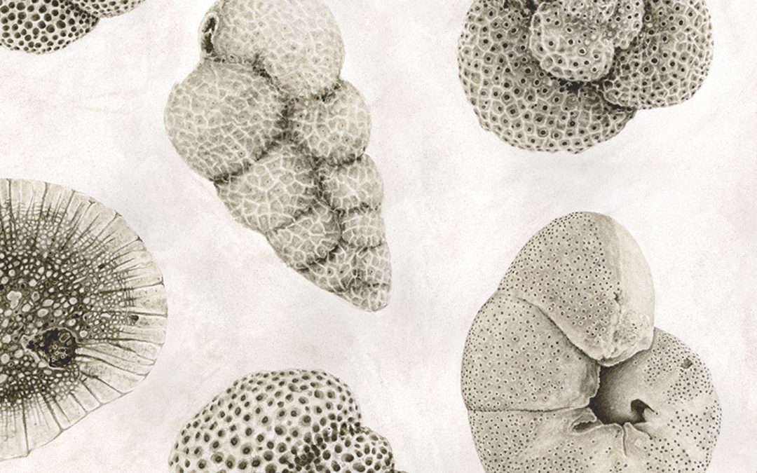 Foraminifera