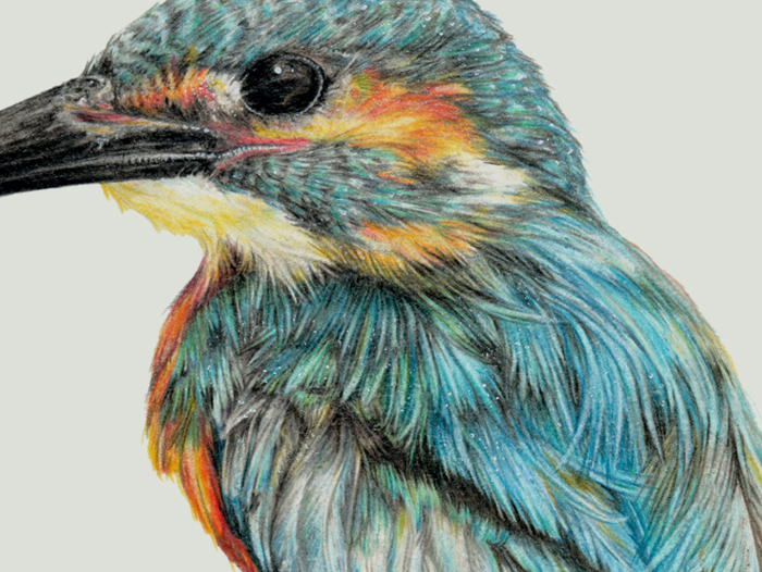 Kingfisher – Portrait