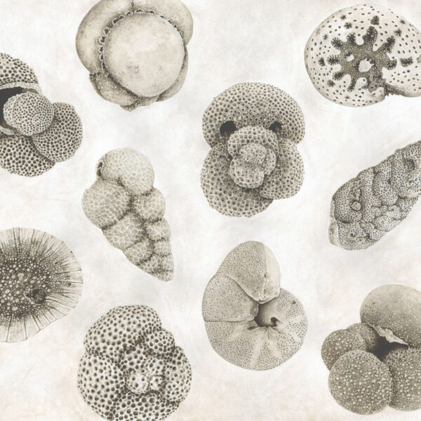 Foraminifera