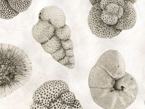 Foraminifera