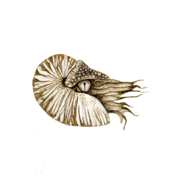 ORIGINAL  //   Creatures from the deep sea - Nautilus #2  //  framed  //  130 x 130 mm  //  Painted with Deep Sea Sediment