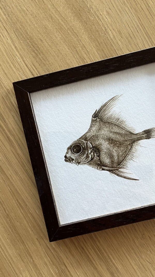 Creatures from the deep sea - Oreo Dory #1 / framed - Image 3