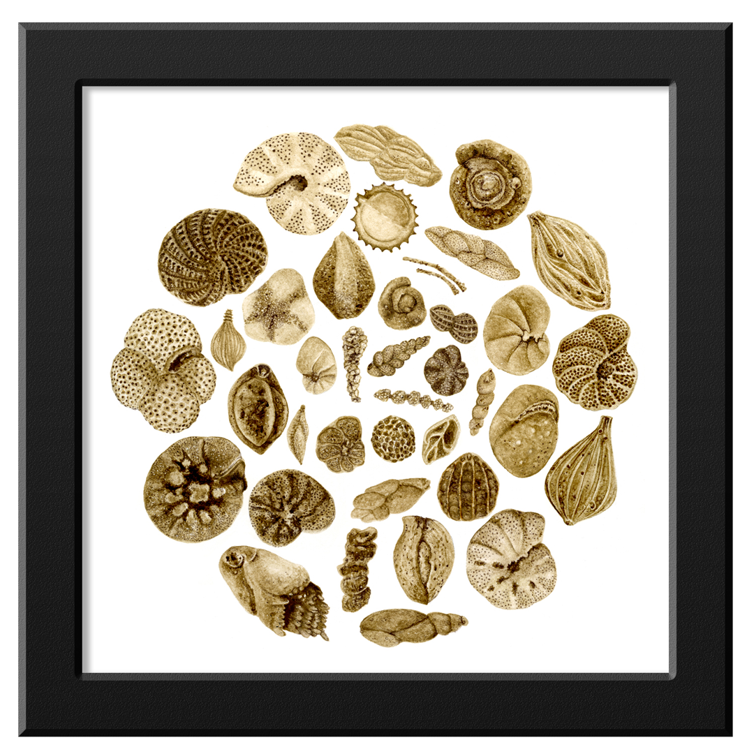 limnlines_foraminifera