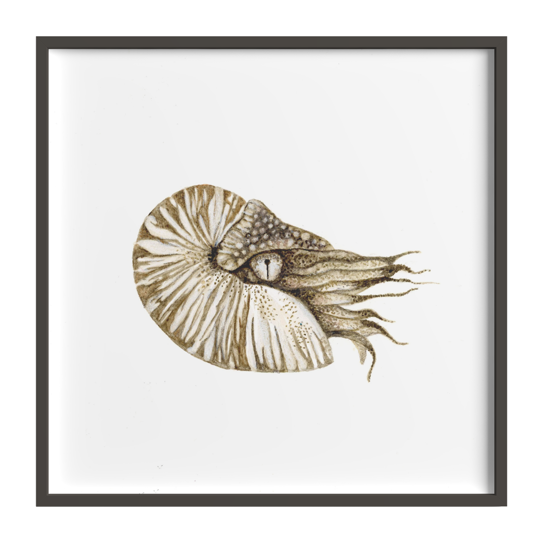 limnlines_sediment_creatures_from_the_deep_dea_2