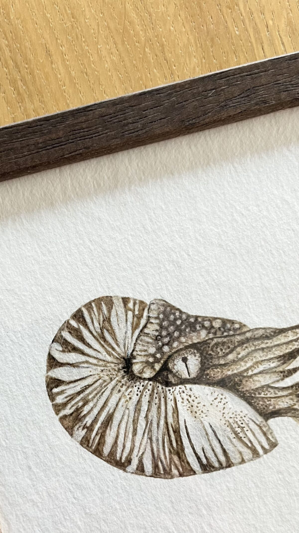ORIGINAL  //   Creatures from the deep sea - Nautilus #2  //  framed  //  130 x 130 mm  //  Painted with Deep Sea Sediment - Image 3