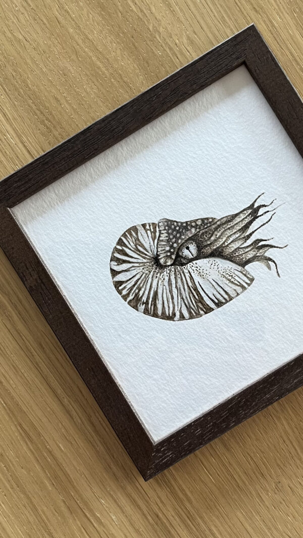 ORIGINAL  //   Creatures from the deep sea - Nautilus #2  //  framed  //  130 x 130 mm  //  Painted with Deep Sea Sediment - Image 2
